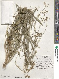 Bupleurum falcatum image