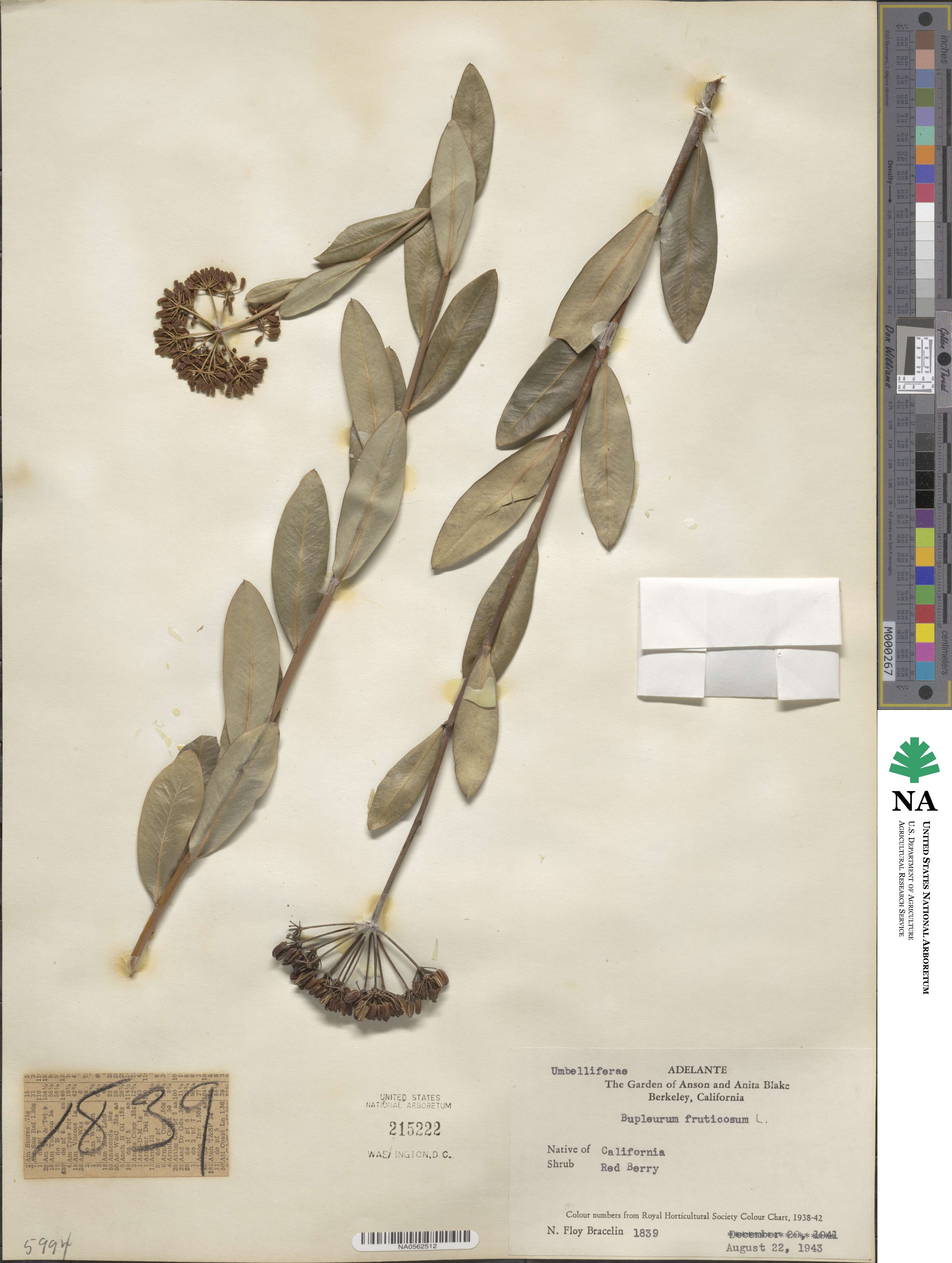 Bupleurum fruticosum image