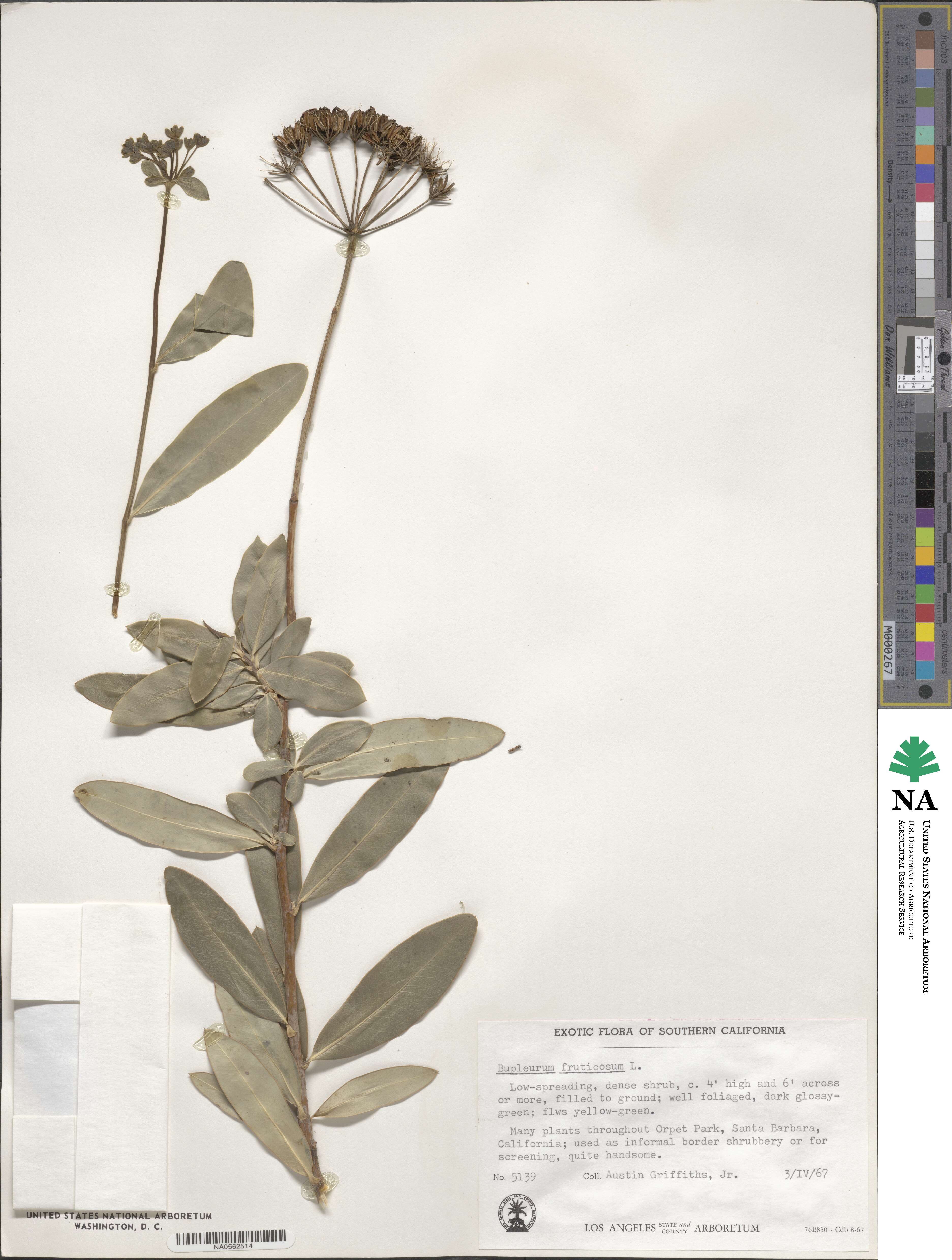 Bupleurum fruticosum image