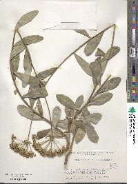 Bupleurum fruticosum image