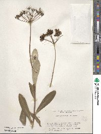 Bupleurum fruticosum image