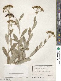 Bupleurum fruticosum image