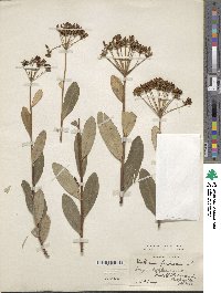 Bupleurum fruticosum image