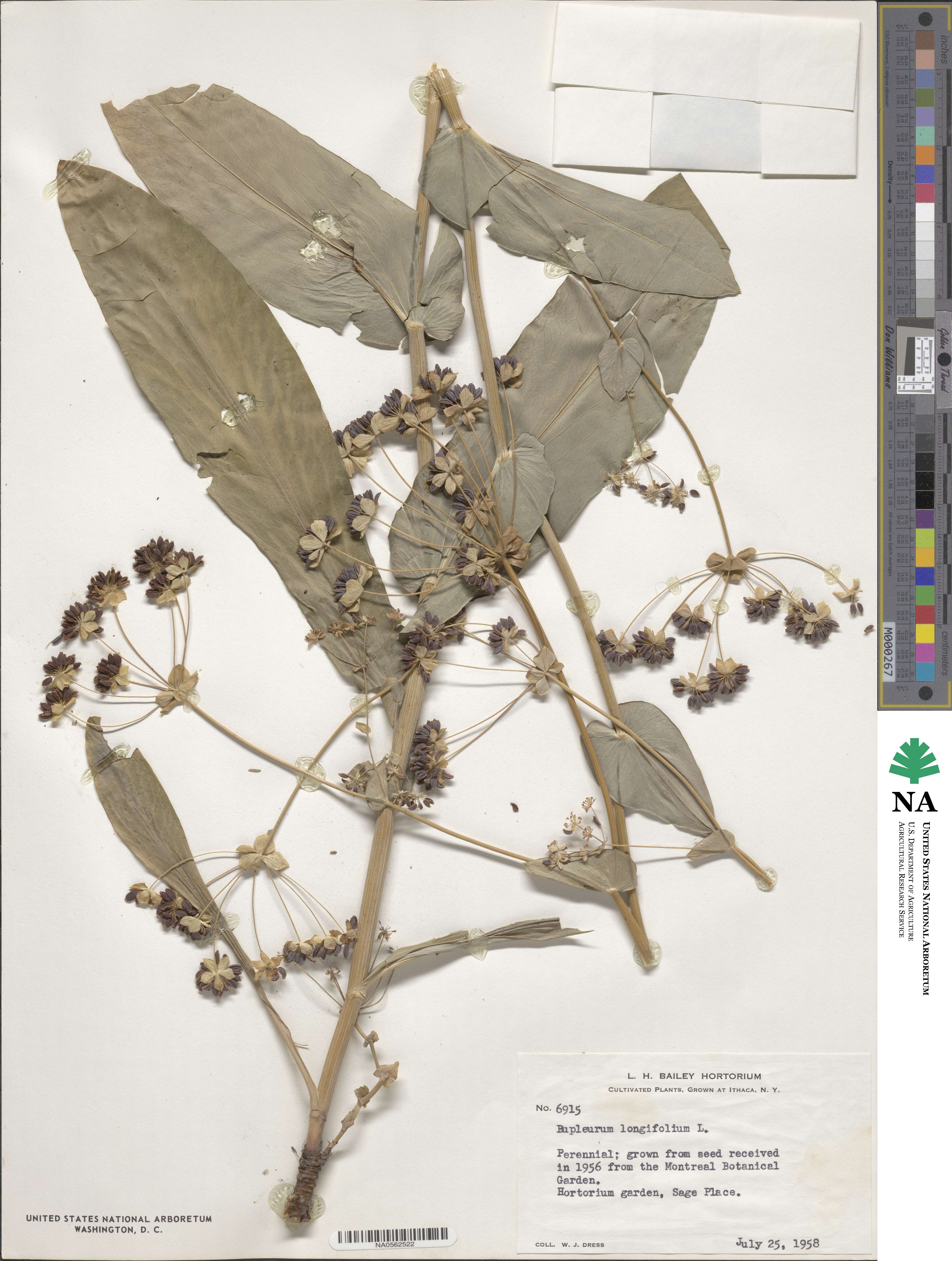 Bupleurum longifolium image