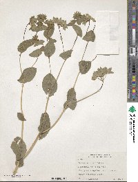 Bupleurum rotundifolium image