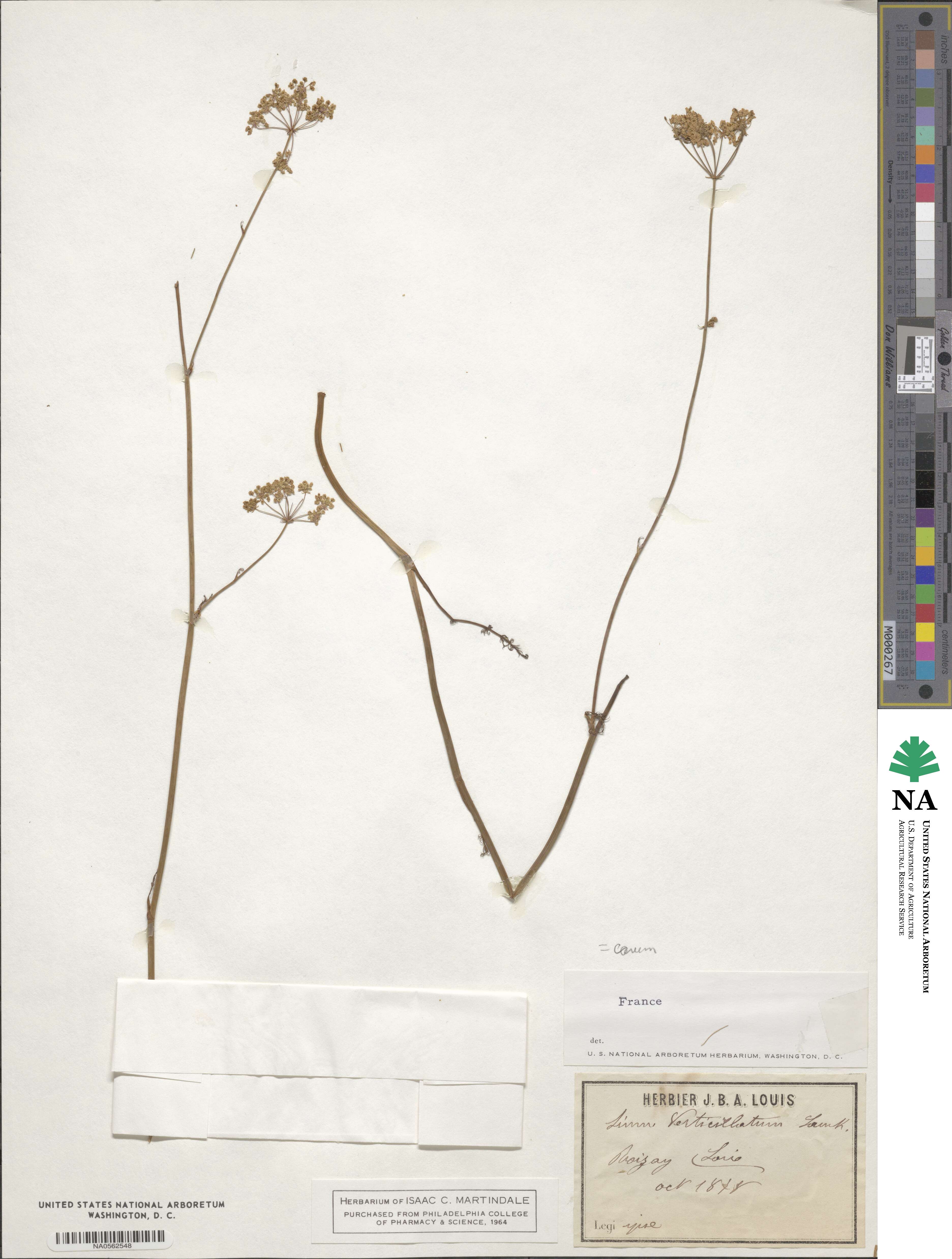 Trocdaris verticillatum image