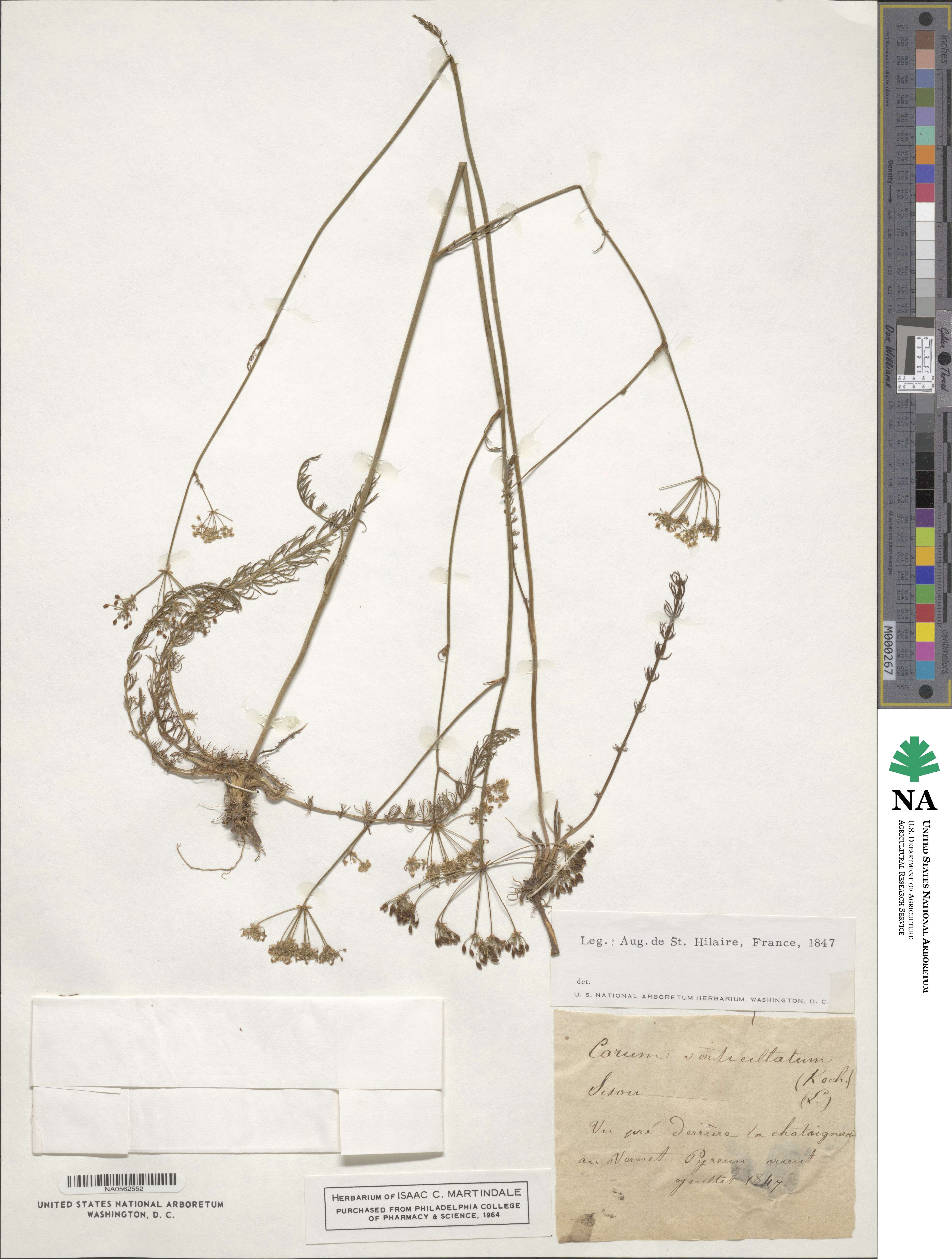 Trocdaris image