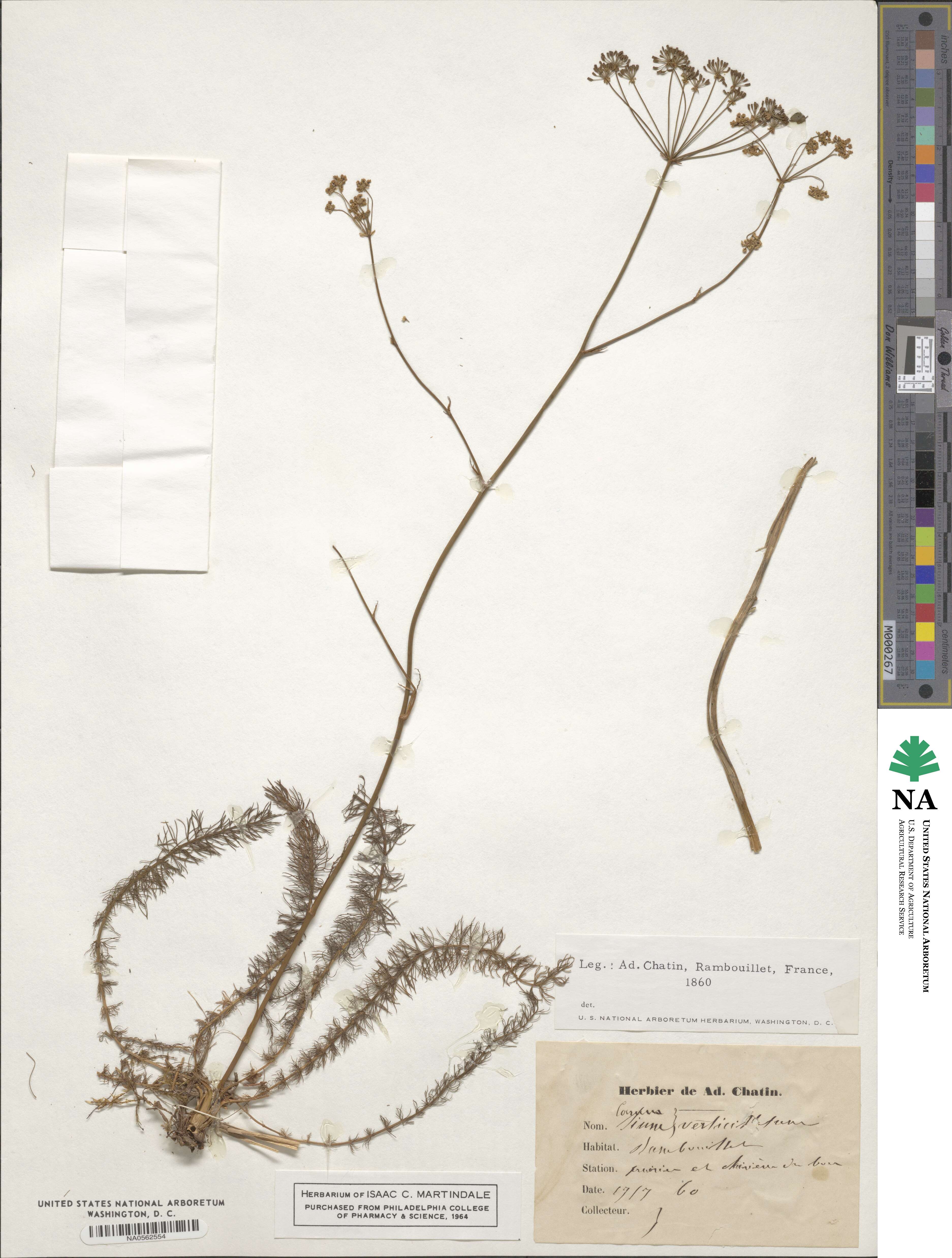 Trocdaris verticillatum image