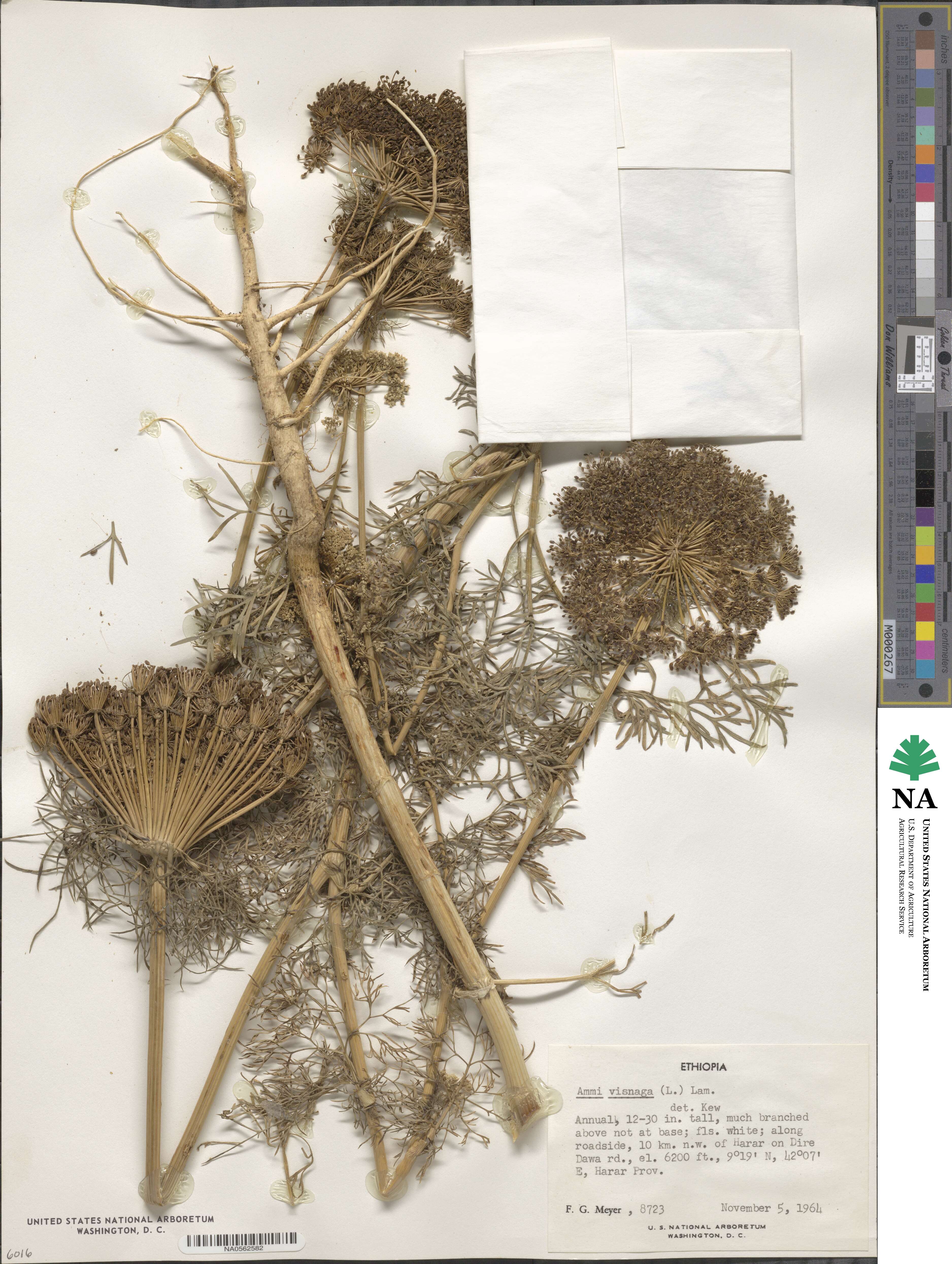 Visnaga daucoides image