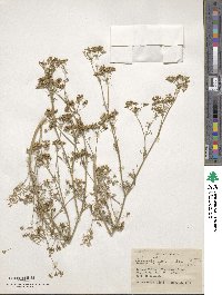 Trachyspermum ammi image