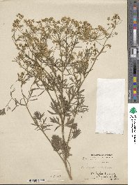 Pimpinella anisum image