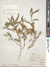 Pimpinella anisum image