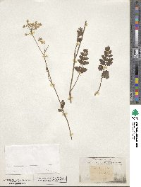 Pimpinella saxifraga image