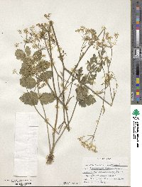 Pimpinella saxifraga image