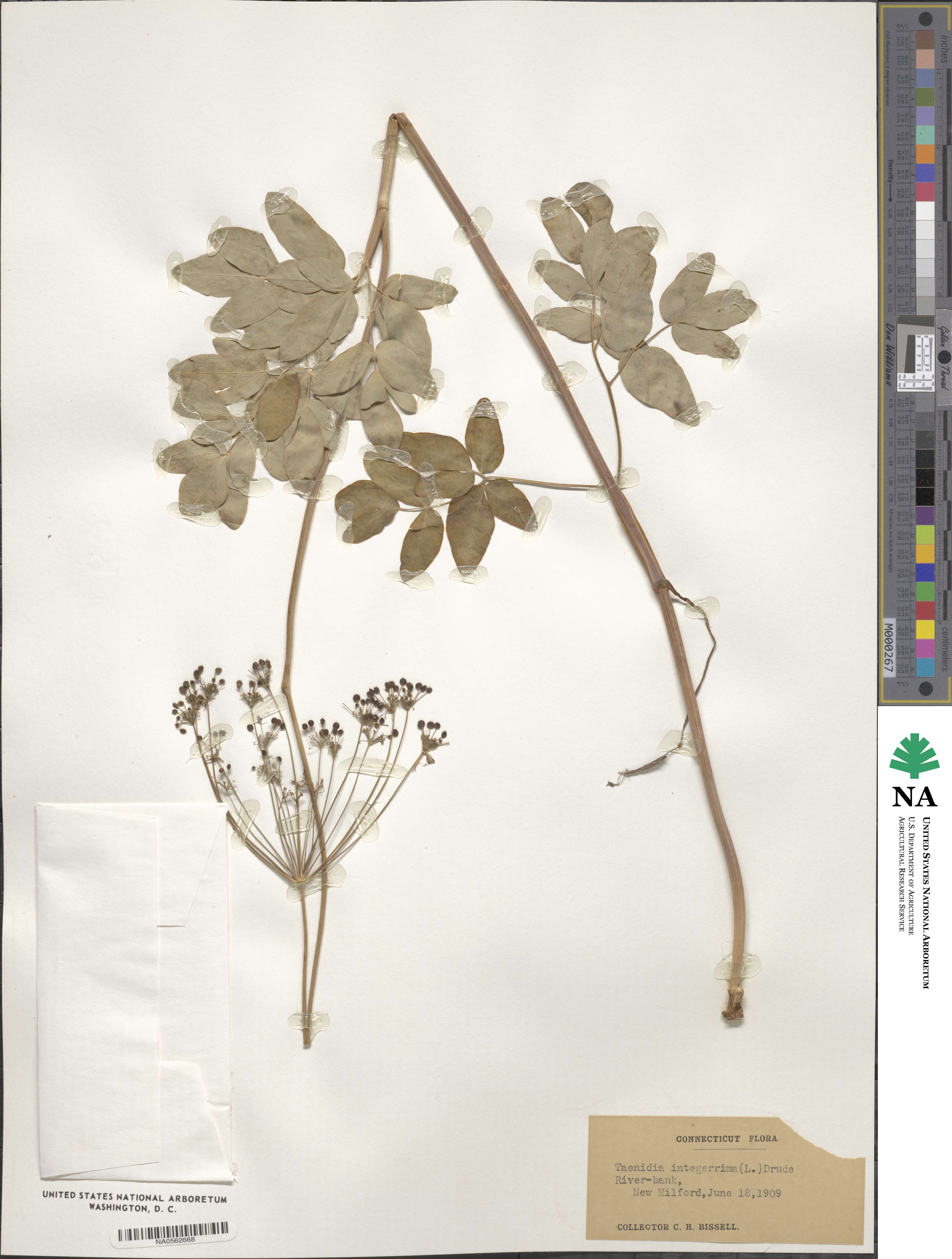 Taenidia integerrima image