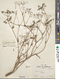 Pimpinella anisum image