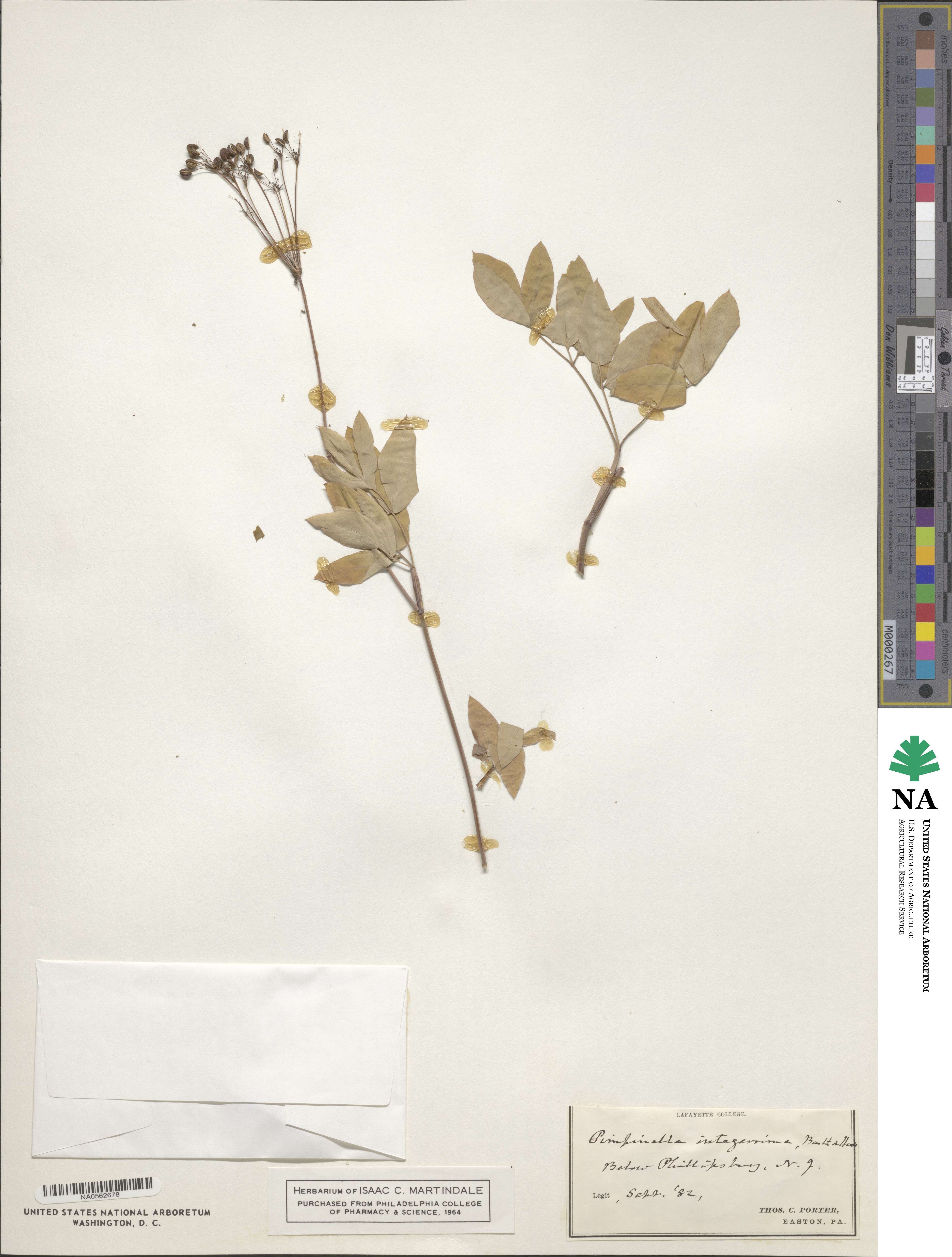 Taenidia integerrima image