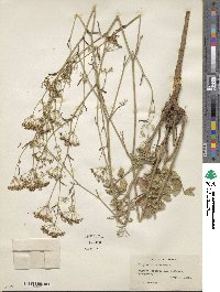 Pimpinella saxifraga image