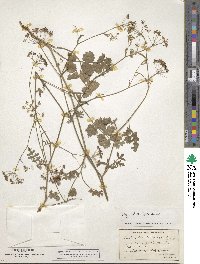 Pimpinella saxifraga image