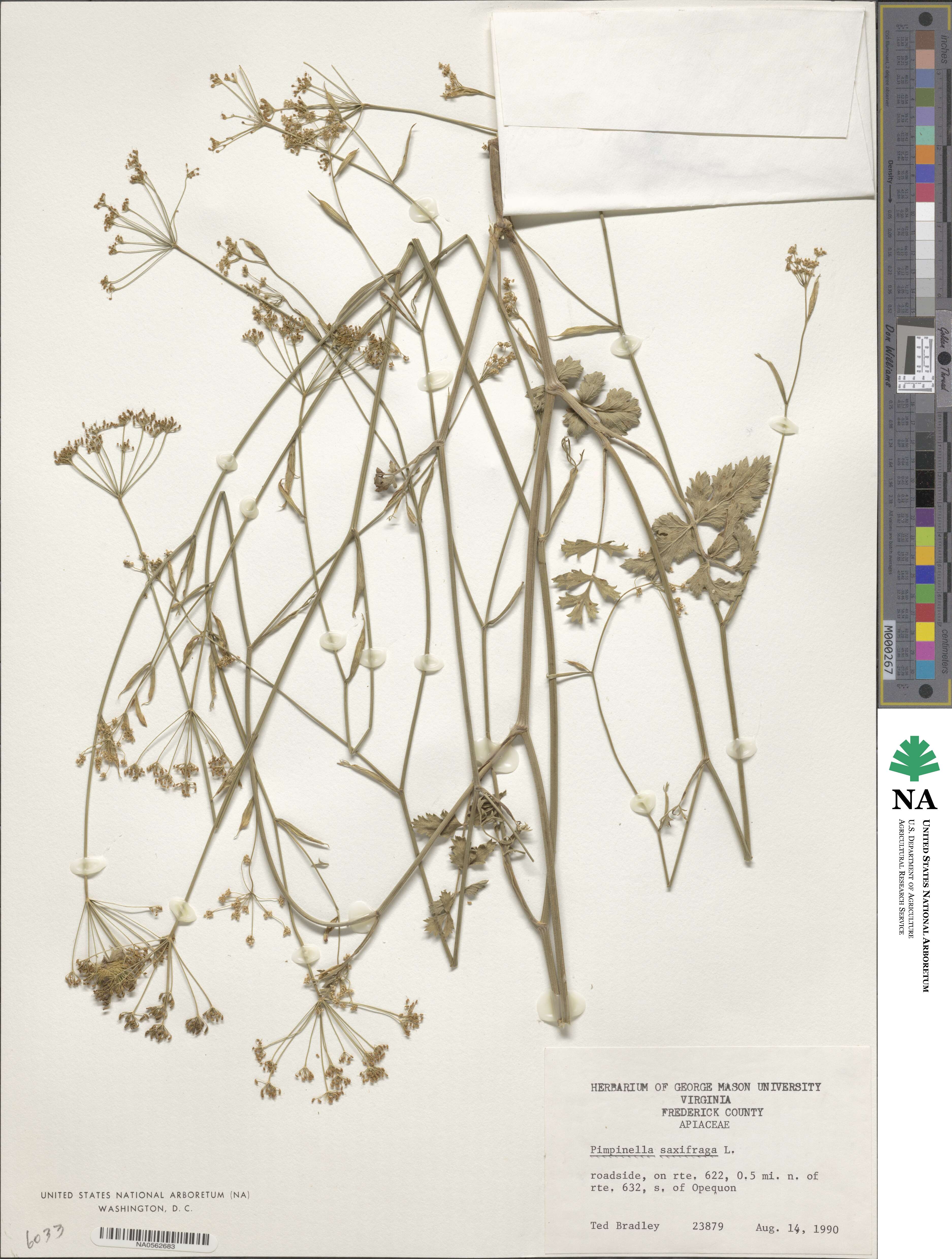 Pimpinella saxifraga image