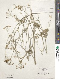 Pimpinella saxifraga image