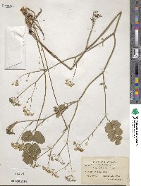 Pimpinella saxifraga image