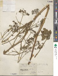 Pimpinella magna image