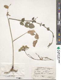 Pimpinella peregrina image