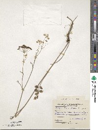 Pimpinella saxifraga image