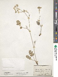 Pimpinella saxifraga image