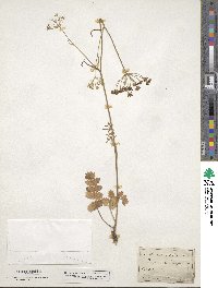 Pimpinella saxifraga image