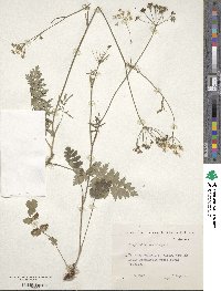 Pimpinella saxifraga image