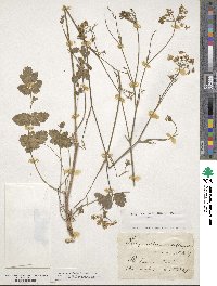 Pimpinella saxifraga image