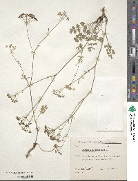 Pimpinella saxifraga image