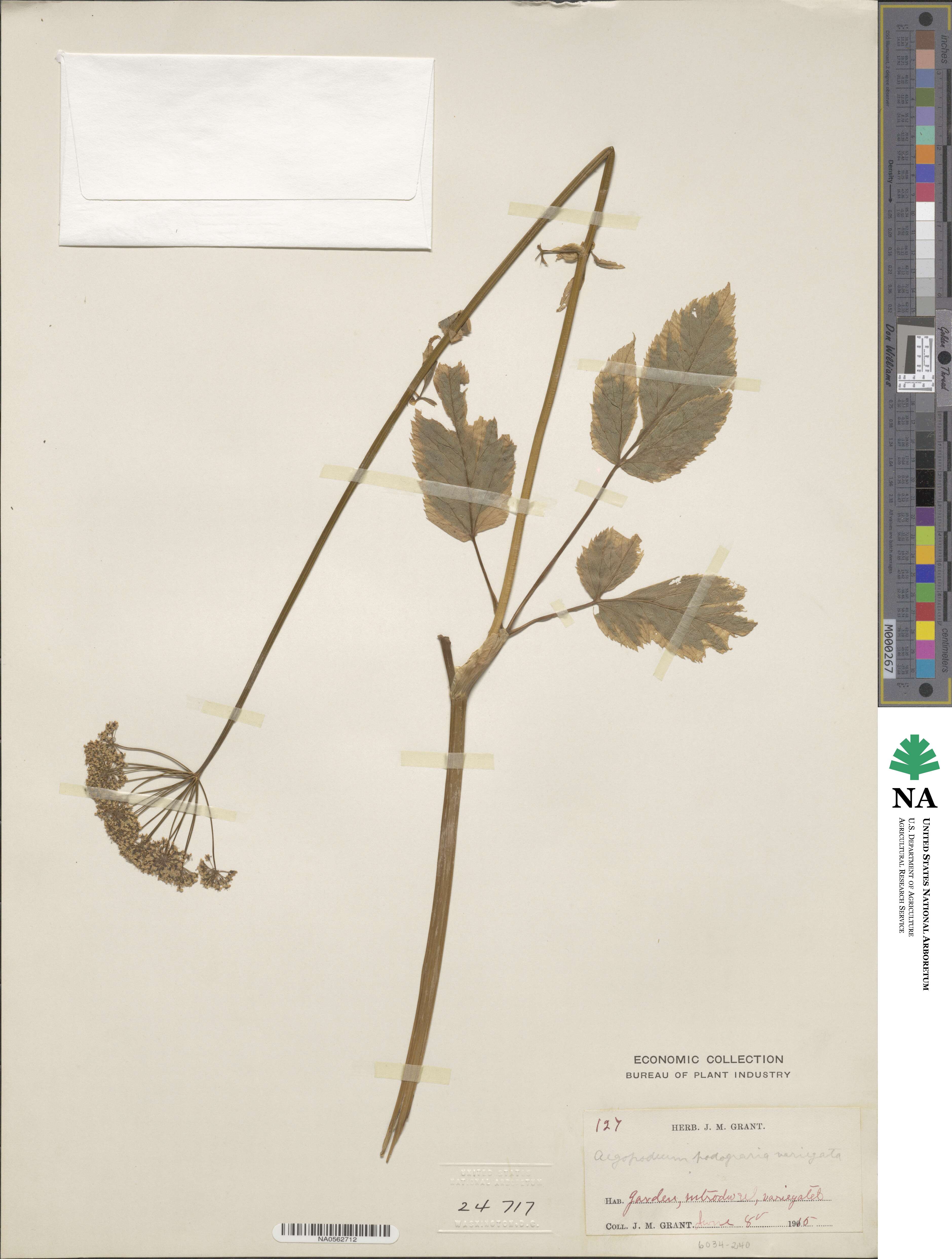 Aegopodium podagraria image