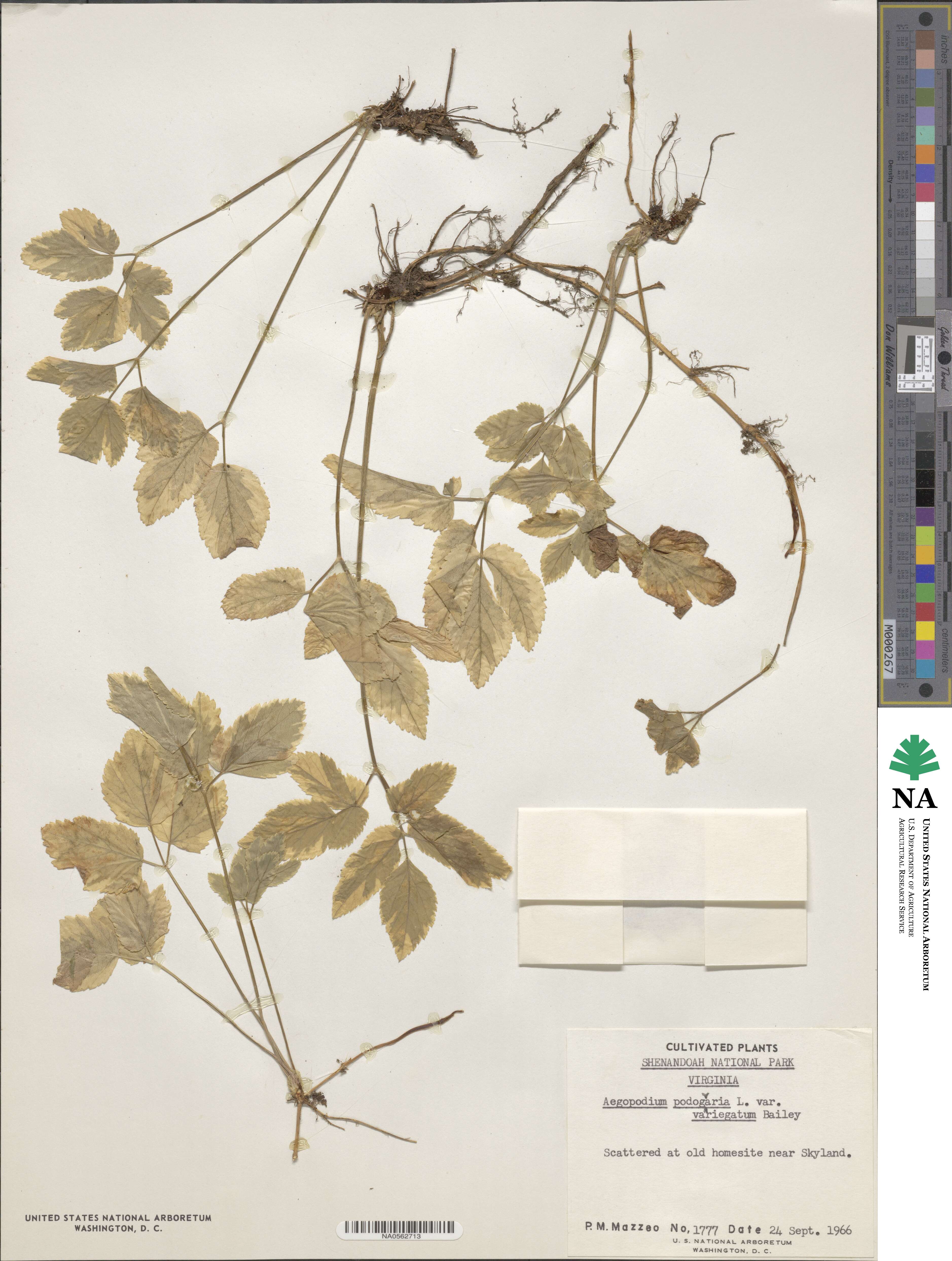 Aegopodium podagraria image