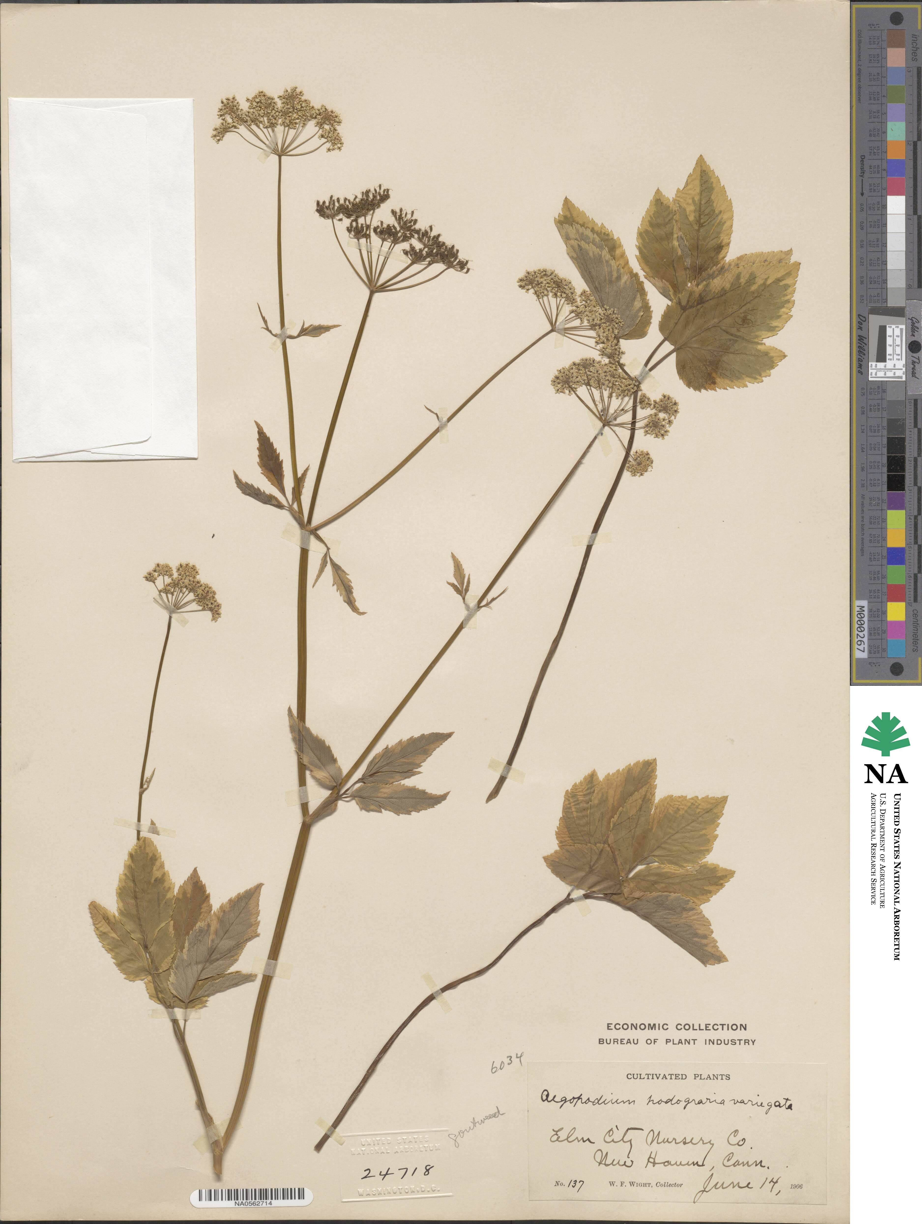 Aegopodium podagraria image