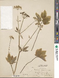 Aegopodium podagraria image