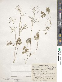 Pternopetalum tanakae image