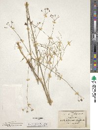 Donnellsmithia juncea image