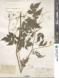 Image of Pimpinella acuminata