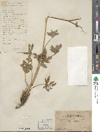 Pimpinella diversifolia image