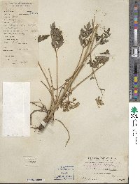 Pimpinella diversifolia image