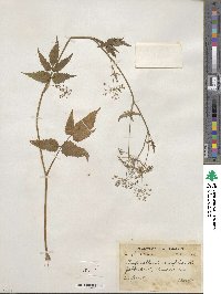 Pimpinella diversifolia image