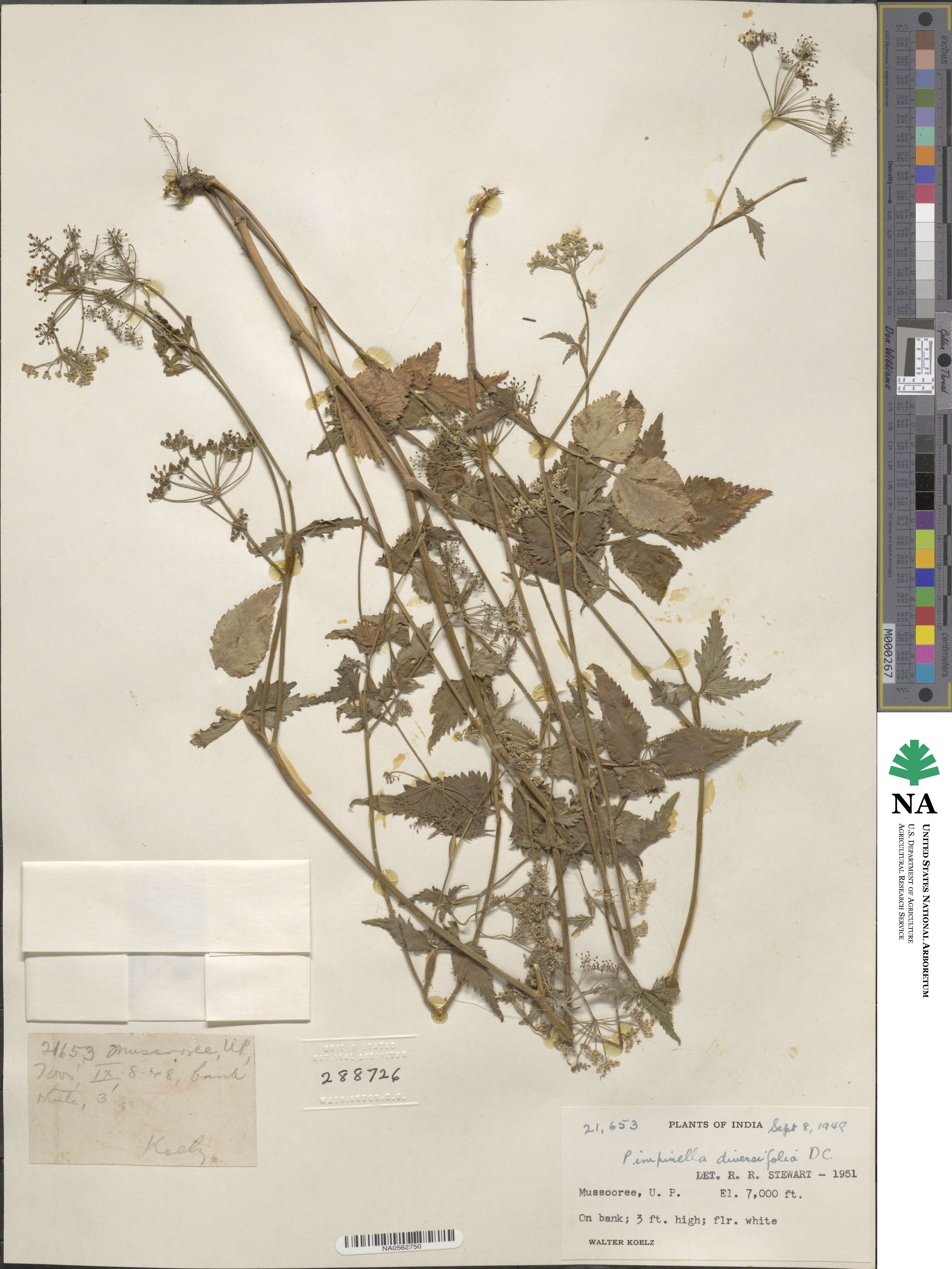 Pimpinella diversifolia image