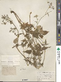 Pimpinella diversifolia image