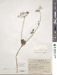 Pimpinella diversifolia image