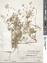 Pimpinella puberula image