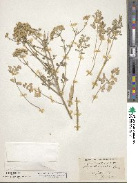 Pimpinella corymbosa image