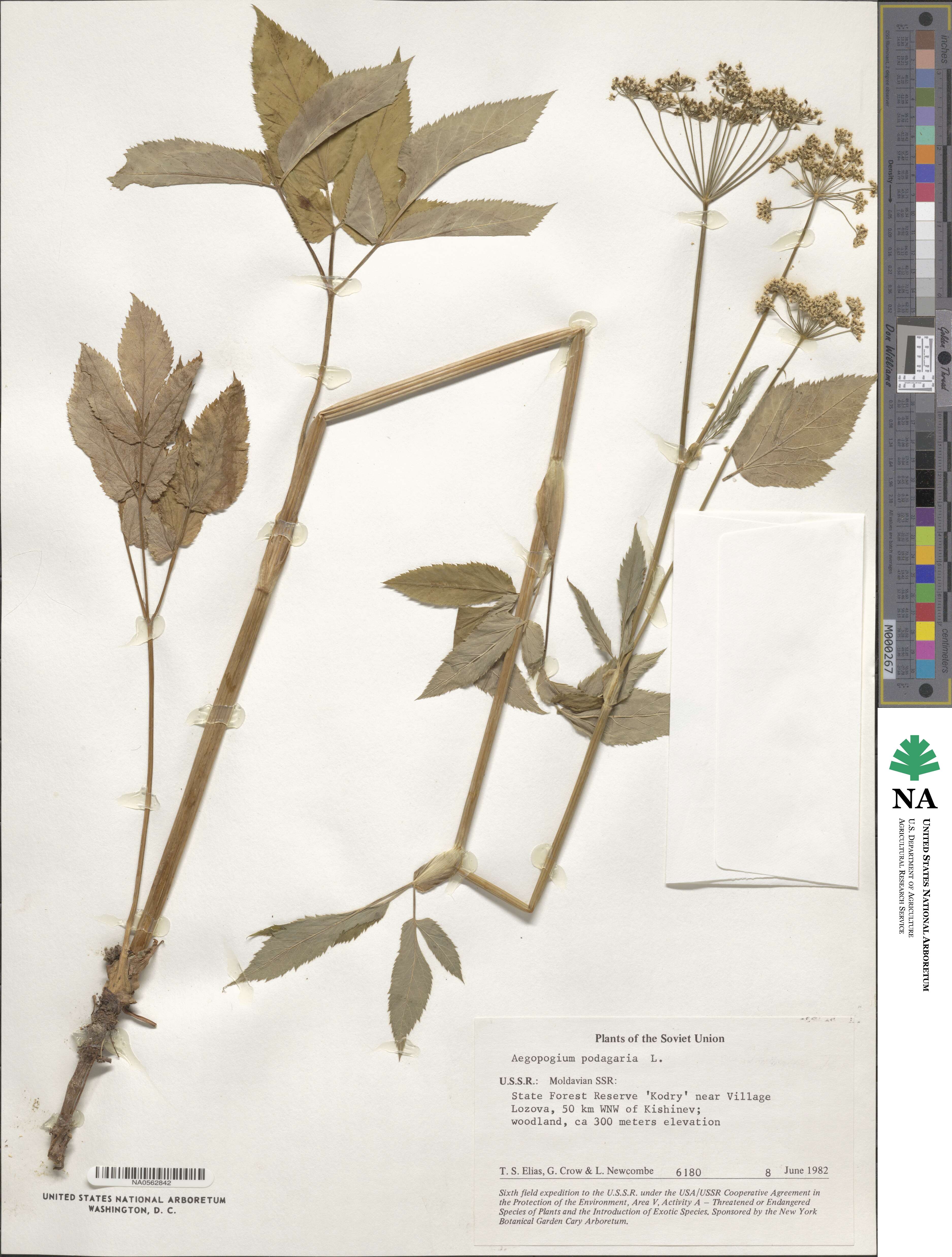 Aegopodium podagraria image